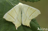 Vliervlinder (Ourapteryx sambucaria)