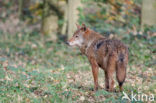 Wolf (Canis lupus)