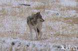 Wolf (Canis lupus)