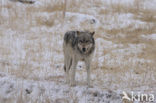 Wolf (Canis lupus)