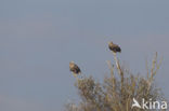 Zeearend (Haliaeetus albicilla)