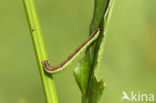 Zuringspanner (Lythria cruentaria)