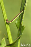 Zuringspanner (Lythria cruentaria)