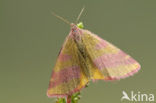 Zuringspanner (Lythria cruentaria)