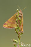 Zuringspanner (Lythria cruentaria)