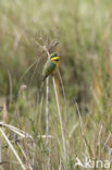 Dwergbijeneter (Merops pusillus)