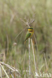 Dwergbijeneter (Merops pusillus)