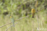 Dwergbijeneter (Merops pusillus)