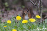 Eekhoorn (Sciurus vulgaris)