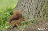 Eekhoorn (Sciurus vulgaris)