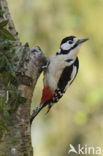 Grote Bonte Specht (Dendrocopos major)