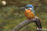 IJsvogel (Alcedo atthis)