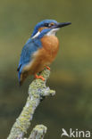 IJsvogel (Alcedo atthis)