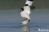 Pied Avocet (Recurvirostra avosetta)