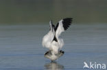 Pied Avocet (Recurvirostra avosetta)