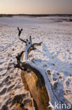 Nationaal Park Loonse en Drunense Duinen