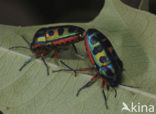 Rainbow bug (Callidea duodecimpunctata)