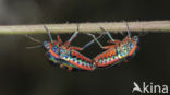 Rainbow bug (Callidea duodecimpunctata)