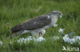 Sperwer (Accipiter nisus)