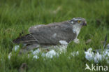 Sperwer (Accipiter nisus)