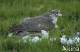 Sperwer (Accipiter nisus)