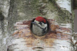 Grote Bonte Specht (Dendrocopos major)