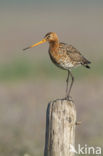 Grutto (Limosa limosa) 