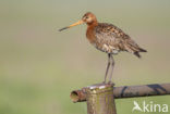 Grutto (Limosa limosa) 