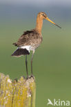 Grutto (Limosa limosa) 