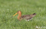 Grutto (Limosa limosa) 