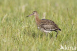 Grutto (Limosa limosa) 