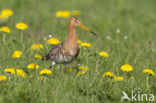 Grutto (Limosa limosa) 