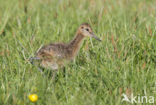 Grutto (Limosa limosa) 