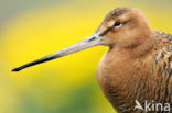 Grutto (Limosa limosa) 