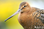 Grutto (Limosa limosa) 