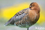 Grutto (Limosa limosa) 