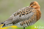 Grutto (Limosa limosa) 