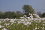 Pinksterbloem (Cardamine pratensis)