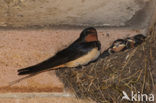 Boerenzwaluw (Hirundo rustica) 