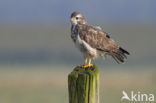 Buizerd (Buteo buteo)