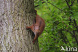 Eekhoorn (Sciurus vulgaris)