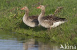 Grauwe Gans (Anser anser)