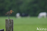 Grutto (Limosa limosa) 