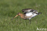 Grutto (Limosa limosa) 