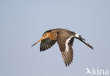 Grutto (Limosa limosa) 