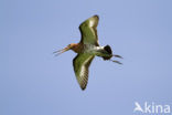 Grutto (Limosa limosa) 