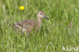 Grutto (Limosa limosa) 