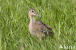 Grutto (Limosa limosa) 