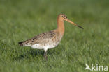 Grutto (Limosa limosa) 