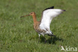 Grutto (Limosa limosa) 